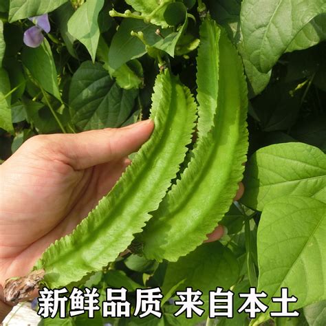 皇帝豆摘心|龙豆怎么种植